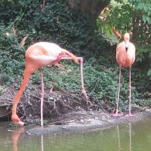 Meet your Posher, Tasha